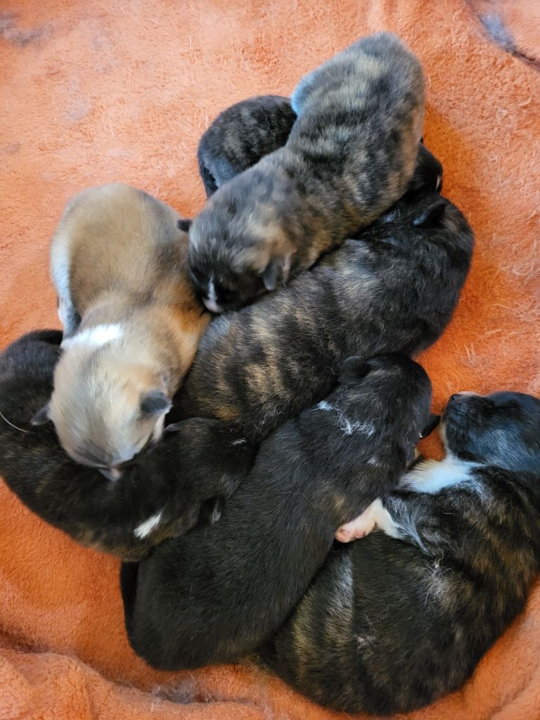 Chiot Akita Natacha Boularand